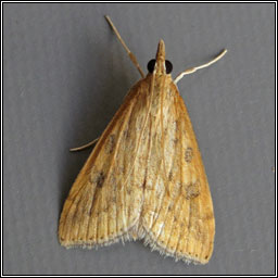 Rusty-dot Pearl, Udea ferrugalis