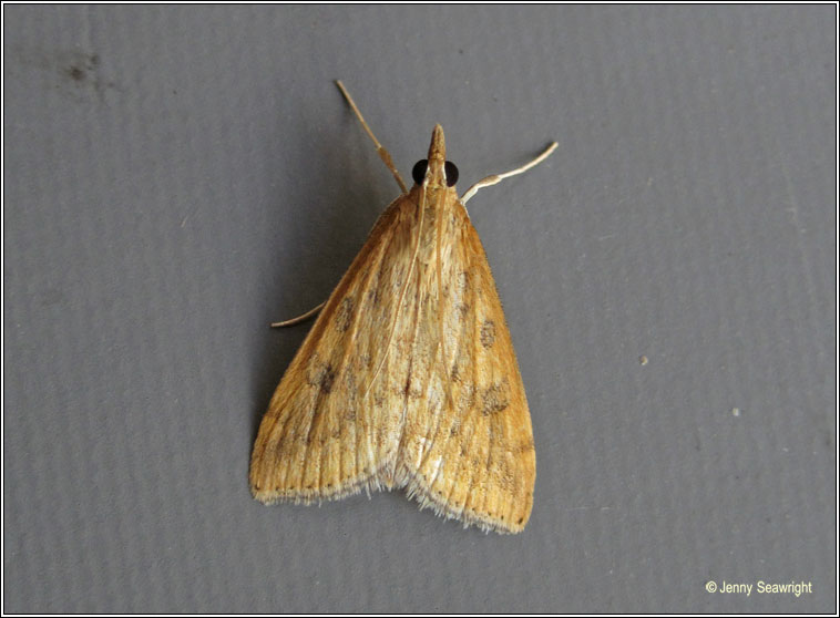 Rusty-dot Pearl, Udea ferrugalis