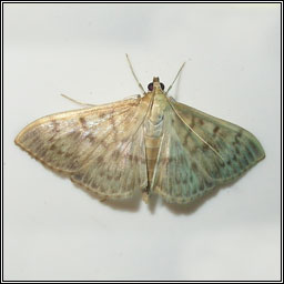 Mother of Pearl, Pleuroptya ruralis