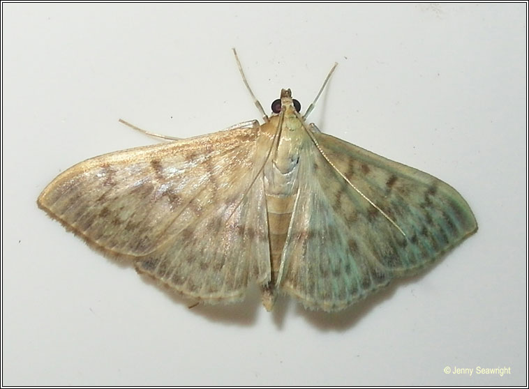 Mother of Pearl, Pleuroptya ruralis