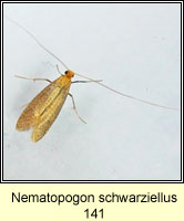 Nematopogon schwarziellus