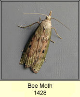 Bee Moth, Aphomia sociella