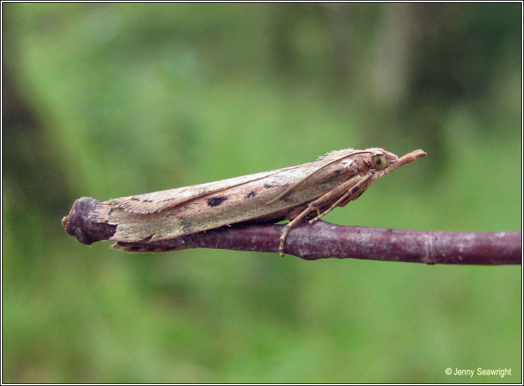 Bee Moth, Aphomia sociella