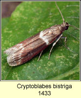 Cryptoblabes bistriga