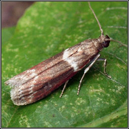 Cryptoblabes bistriga