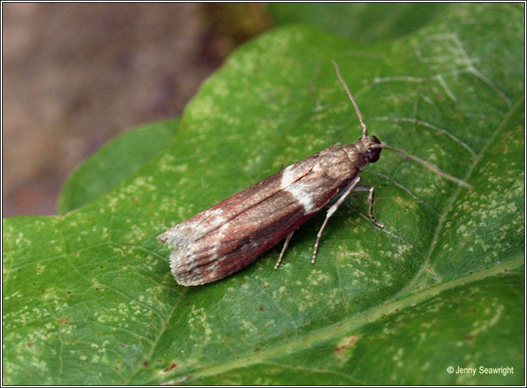 Cryptoblabes bistriga