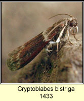 Cryptoblabes bistriga