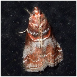 Trachycera advenella