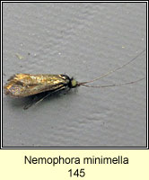 Nemophora minimella
