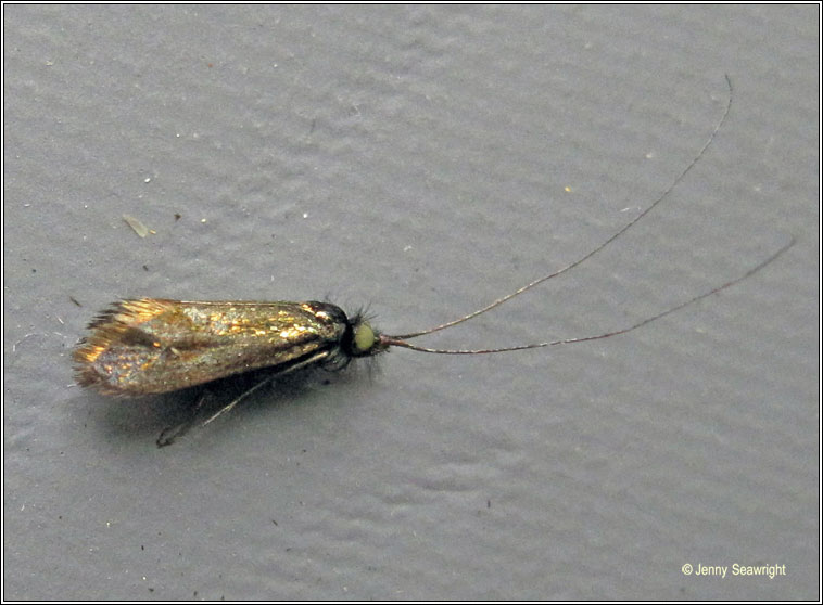 Nemophora minimella