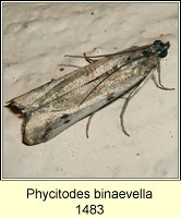 Phycitodes binaevella