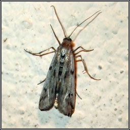 Phycitodes binaevella