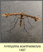 Amblyptilia acanthadactyla