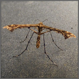 Amblyptilia acanthadactyla