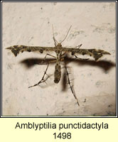 Amblyptilia punctidactyla