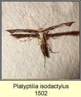 Platyptilia isodactylus