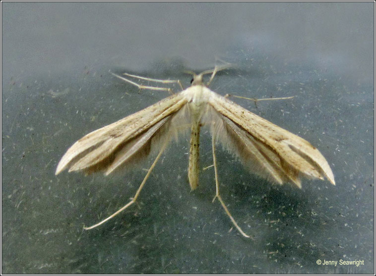 Emmelina monodactyla