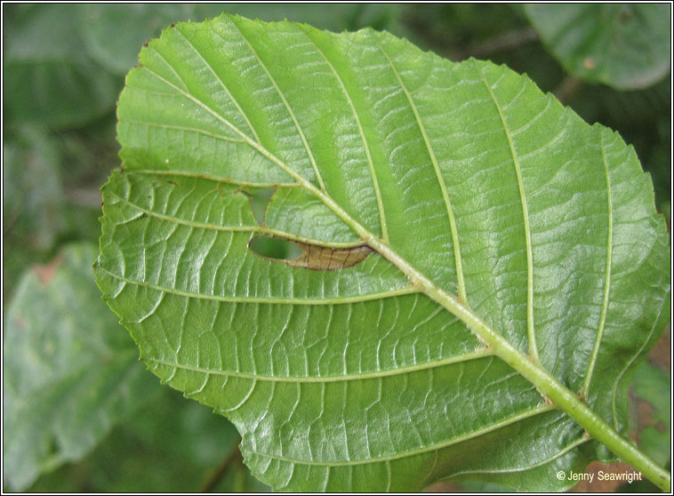 Heliozela resplendella