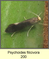 Psychoides filicivora