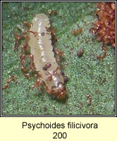 Psychoides filicivora (larva)