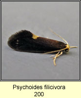 Psychoides filicivora