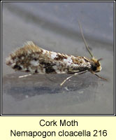 Cork Moth, Nemapogon cloacella