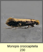 Monopis crocicapitella