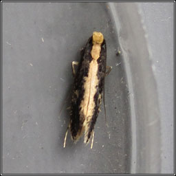 Monopis crocicapitella