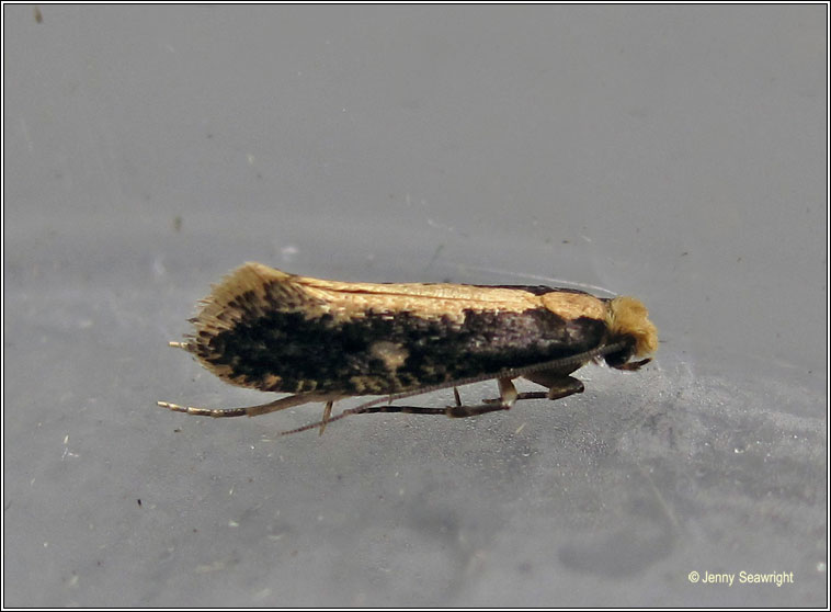 Monopis crocicapitella