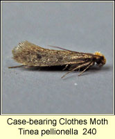 Case-bearing Clothes Moth, Tinea pellionella