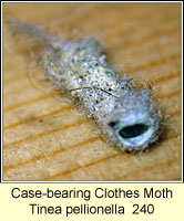 Case-bearing Clothes Moth, Tinea pellionella