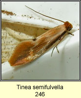 Tinea semifulvella