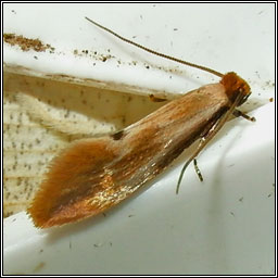 Tinea semifulvella