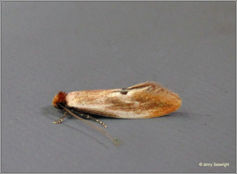 Tinea semifulvella