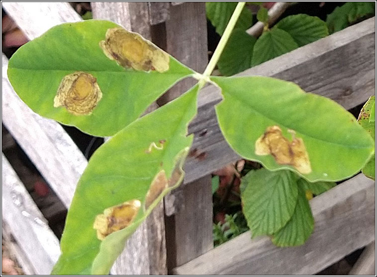 Laburnum Leaf Miner, Leucoptera laburnella