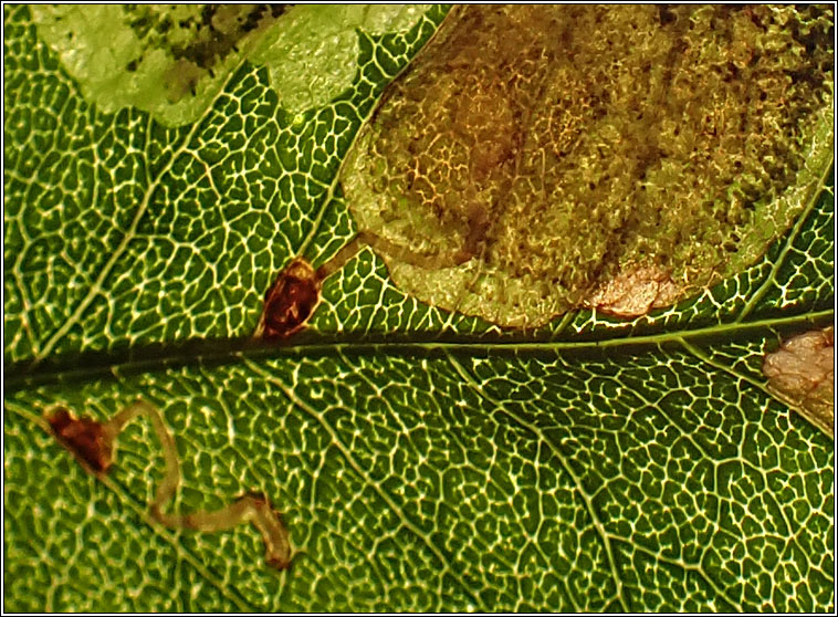 Laburnum Leaf Miner, Leucoptera laburnella