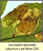 Laburnum Leaf Miner, Leucoptera laburnella (leaf mine)