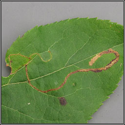 Apple Leaf Miner, Lyonetia clerkella