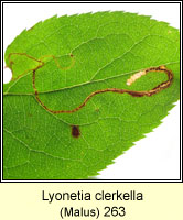 Lyonetia clerkella