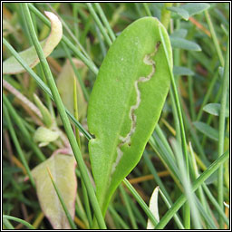 Bucculatrix maritima