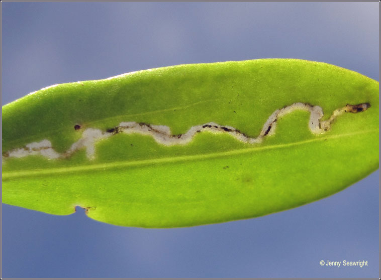 Bucculatrix maritima