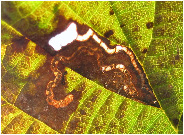 Bucculatrix demaryella