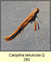 Caloptilia betulicola