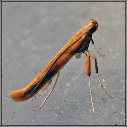 Caloptilia betulicola