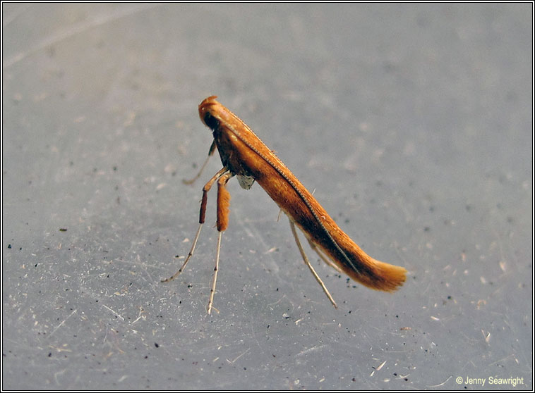 Caloptilia betulicola