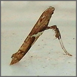 Caloptilia stigmatella