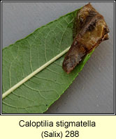 Caloptilia stigmatella (leaf mine)