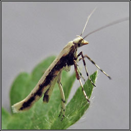 Caloptilia leucapennella