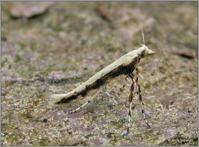 Caloptilia leucapennella