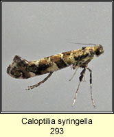 Caloptilia syringella